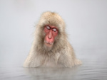 Japanese Macaque Monkey in Hot Springs, Jigokudani, Japan