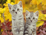 Silver Tabby Kittens in Autumn