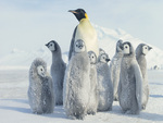 Watching Over Penguin Chicks, Antarctica