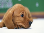 Miniature Dachshund Puppy