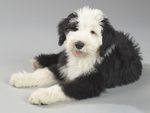 Old English Sheepdog