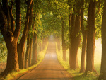 Tree-Lined Country Road at Sunrise, Sweden
