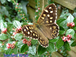 Speckled Wood Butterfly