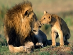 male lion and cub