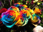 Colorful Roses
