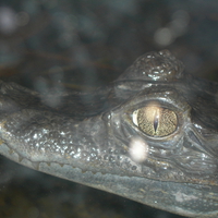 in the eye of a predator