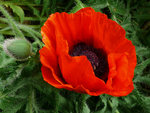Beautiful poppy