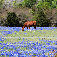 horse and bluebonnets