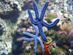 star fish