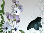 Gerber Daisies and Butterfly