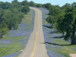 bluebonnet road