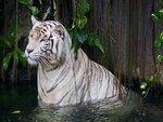 white tiger