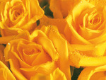 Rose Yellow