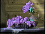 For the love of lilacs
