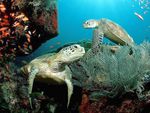 Sea Turtles