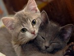 kittens