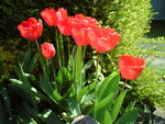Tulips