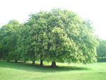 Parkland, Horse Chestnut Trees