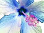 Bleu Hibiscus