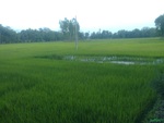 green paddy filed
