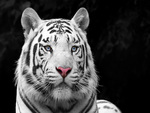 White Bengal Tiger come from India