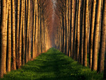 Path of Trees