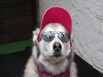 Cool dog