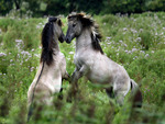 icelandic horses