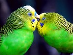 Parrots in love