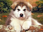 Alaskan Malamute Puppy