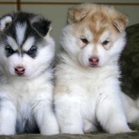 siberian husky puppies