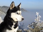 Siberian Husky