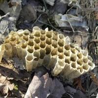 Combs from a wasps nest