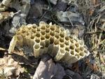 Combs from a wasps nest