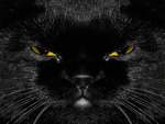 Black Cat
