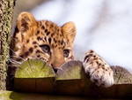 Amur Leopard Kitty