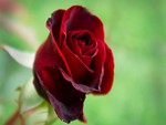 Wild red rose