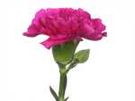 Pink Carnation