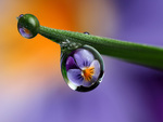 Dewdrop Flower