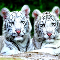 WHITE TIGER CUBS