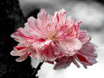 Cherry Bloom