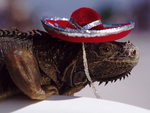 mexican lizard