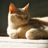 Happy in the Sunbeam