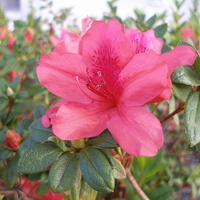 pink flower