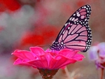 Pink Butterfly