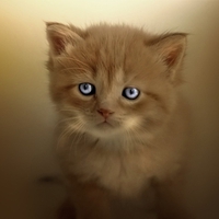 Cute Kitty