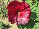 hibiscus