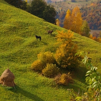 Romania - Rucar - Bran