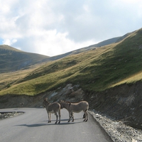 Romania - Transalpina route
