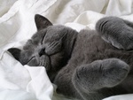 Sleeping Cat